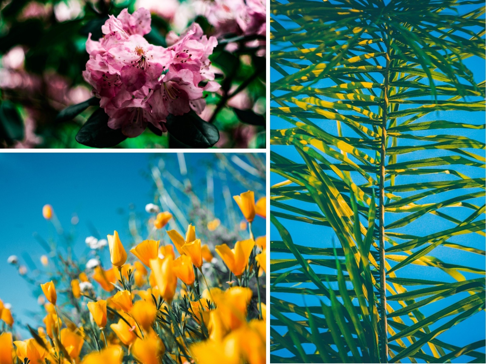 Finding the Garden Flow in 2018