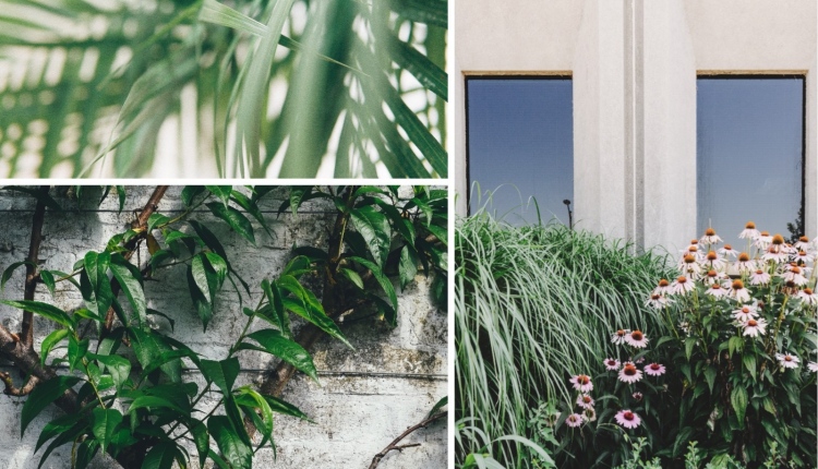 Support the local ecosystem collage