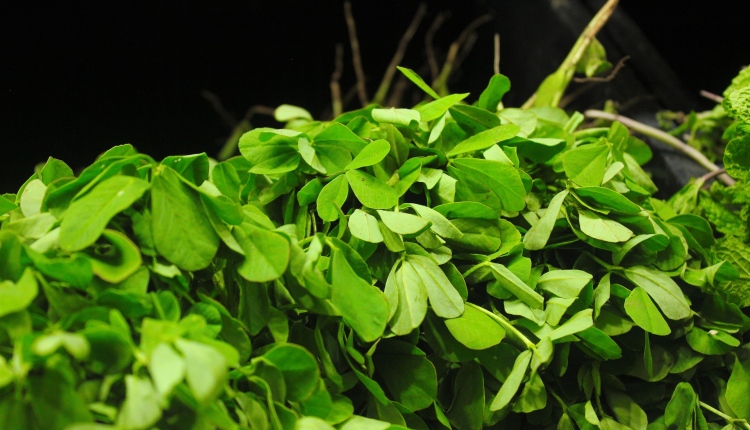 fenugreek-2932921_1920