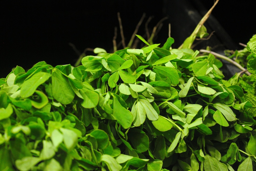 fenugreek