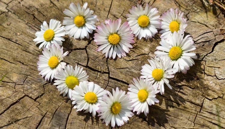 Bloom The Smile Of The Person by Gifting The Lovely Flowers