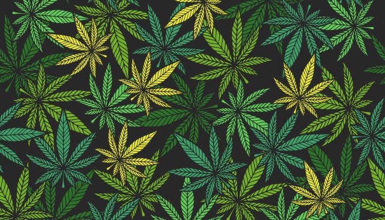 How to Start Growing Marijuana By Yourself